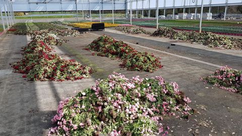 Didier Guillaume, ministre de l’Agriculture, a promis lundi soir aux représentants de la filière horticole une enveloppe de 25 millions pour compenser les pertes en végétaux et des exonérations de charges. © JARRY Production-horticoles